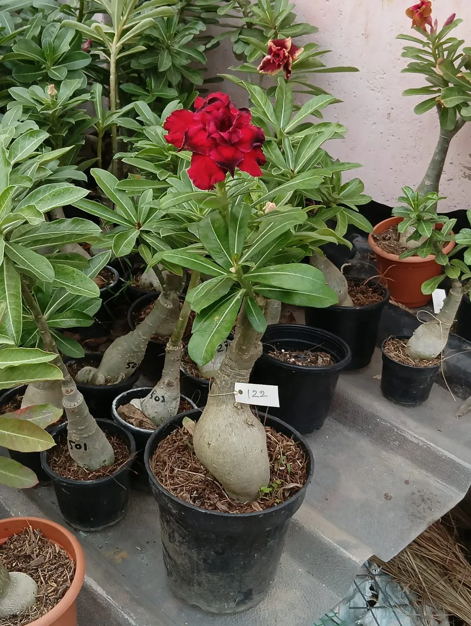 deep red majesty multi petal adenium - bring home today 2 multi petal bonsai plant
