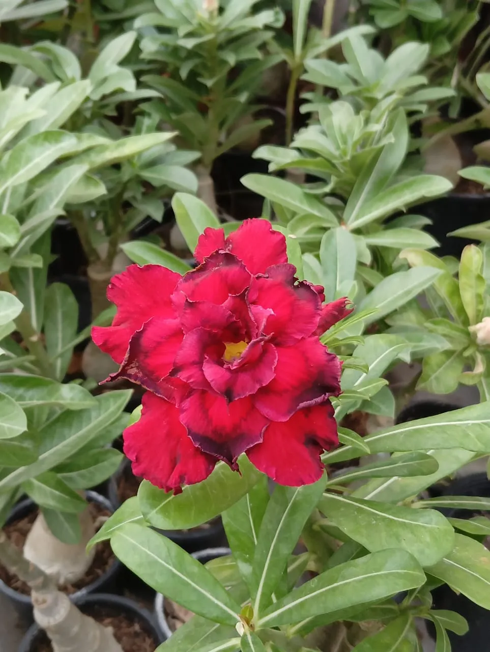 deep red majesty multi petal adenium - bring home today 1 multipetal deep red majesty adenium flower