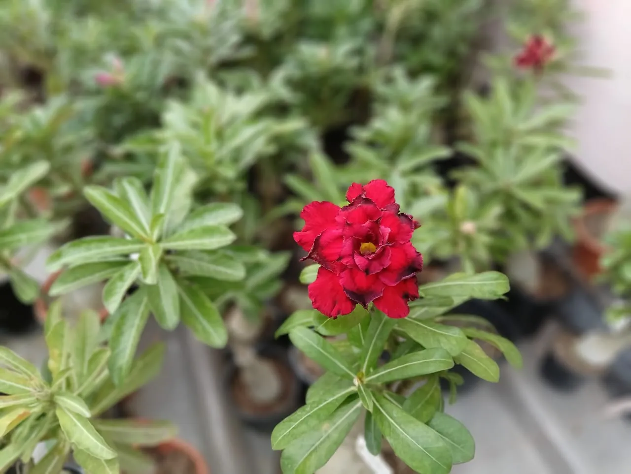 deep red majesty multi petal adenium - bring home today 3 multipetal bonsai