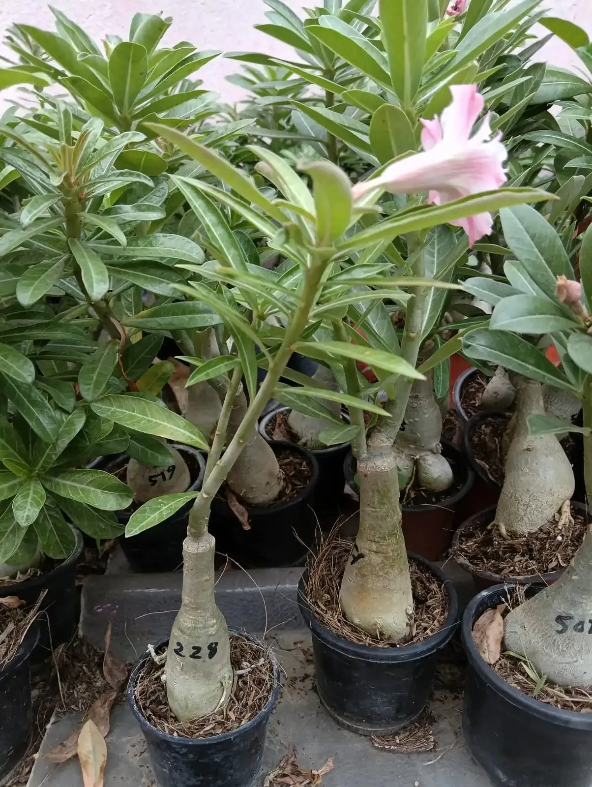 pink adenium flower