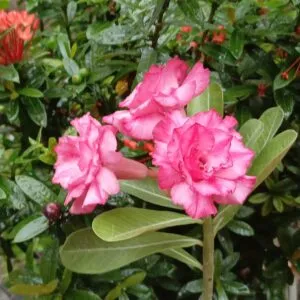 home 1 double petal adenium with white satin center and magenta ruffled blossoms