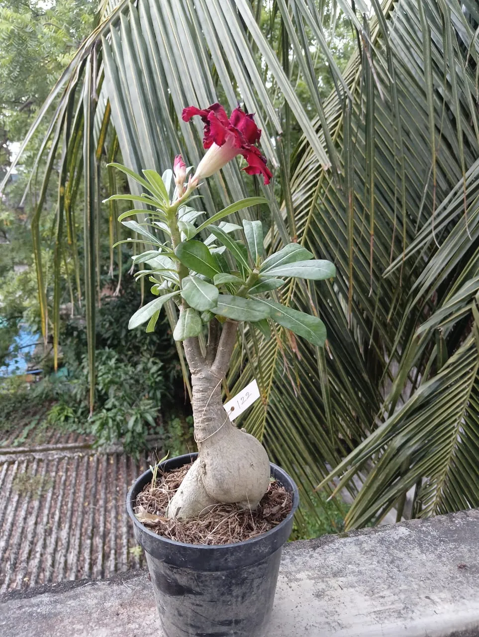 deep red majesty multi petal adenium - bring home today 4 red multipetal bonsai