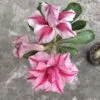Double Petal Adenium with Rose-White Blush and Velvet Layers