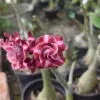 Adenium Plants Blooms with Rich Garnet Red Color