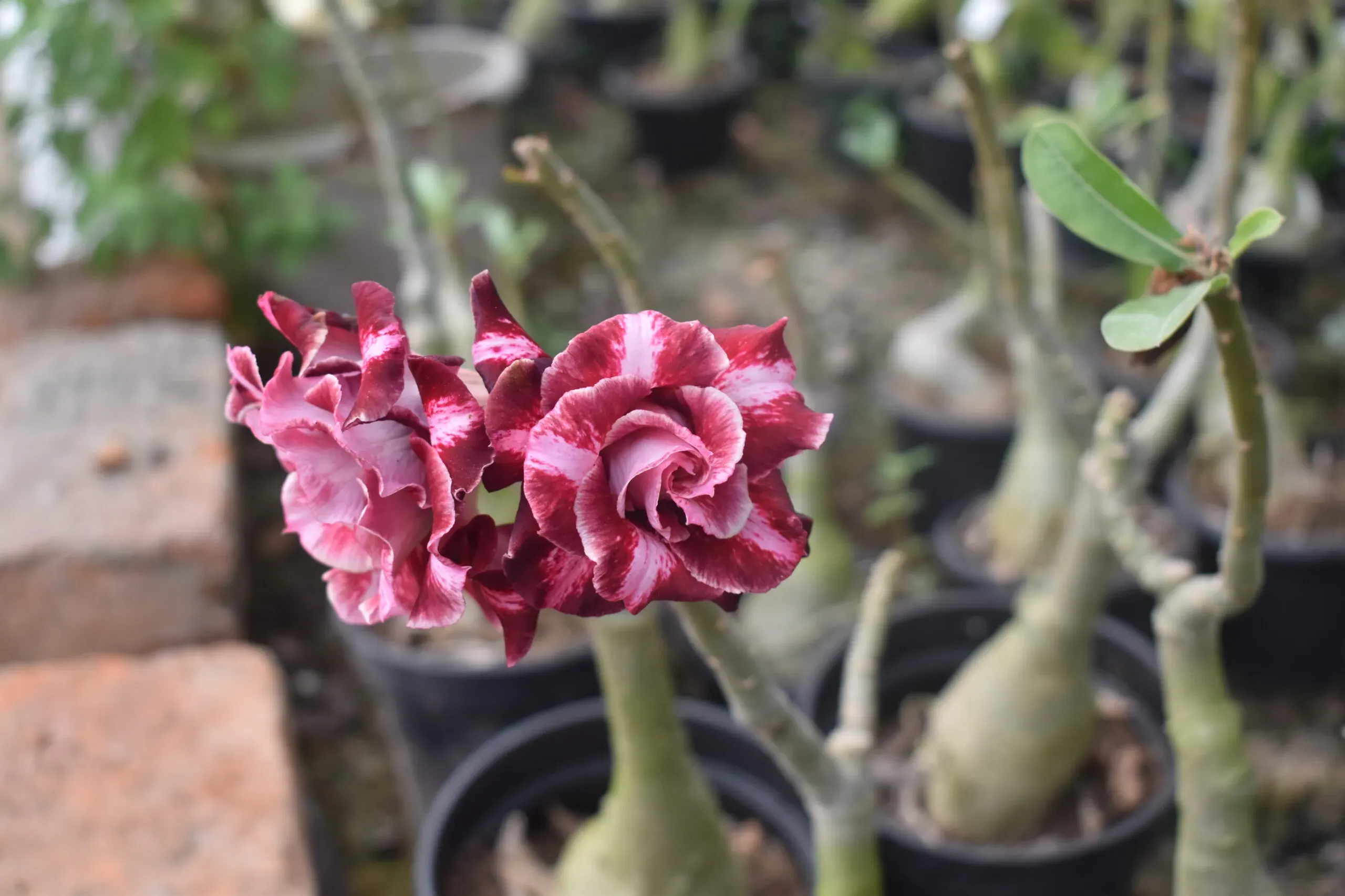 adenium plants blooms with rich garnet red color