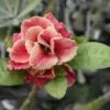 Blush Peach Double Petal Adenium with Rose Pink Edges