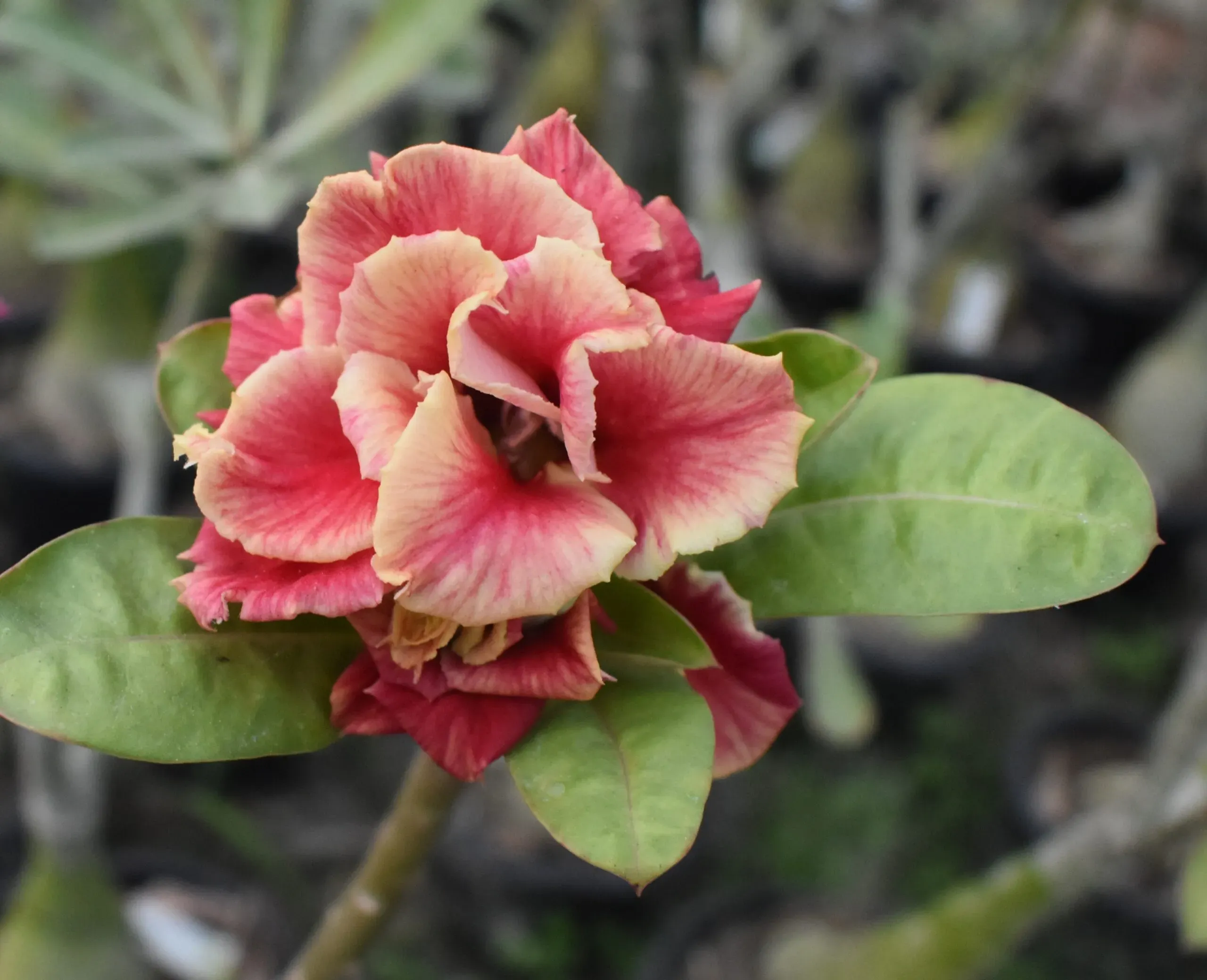 blush peach double petal adenium with rose pink edges
