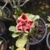 Bold and Beautiful Garnet Red Multi-Petal Adenium Plant for Any Space