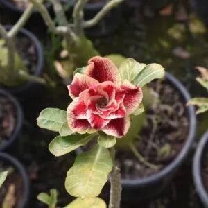 home 2 bold and beautiful garnet red multi-petal adenium plant for any space