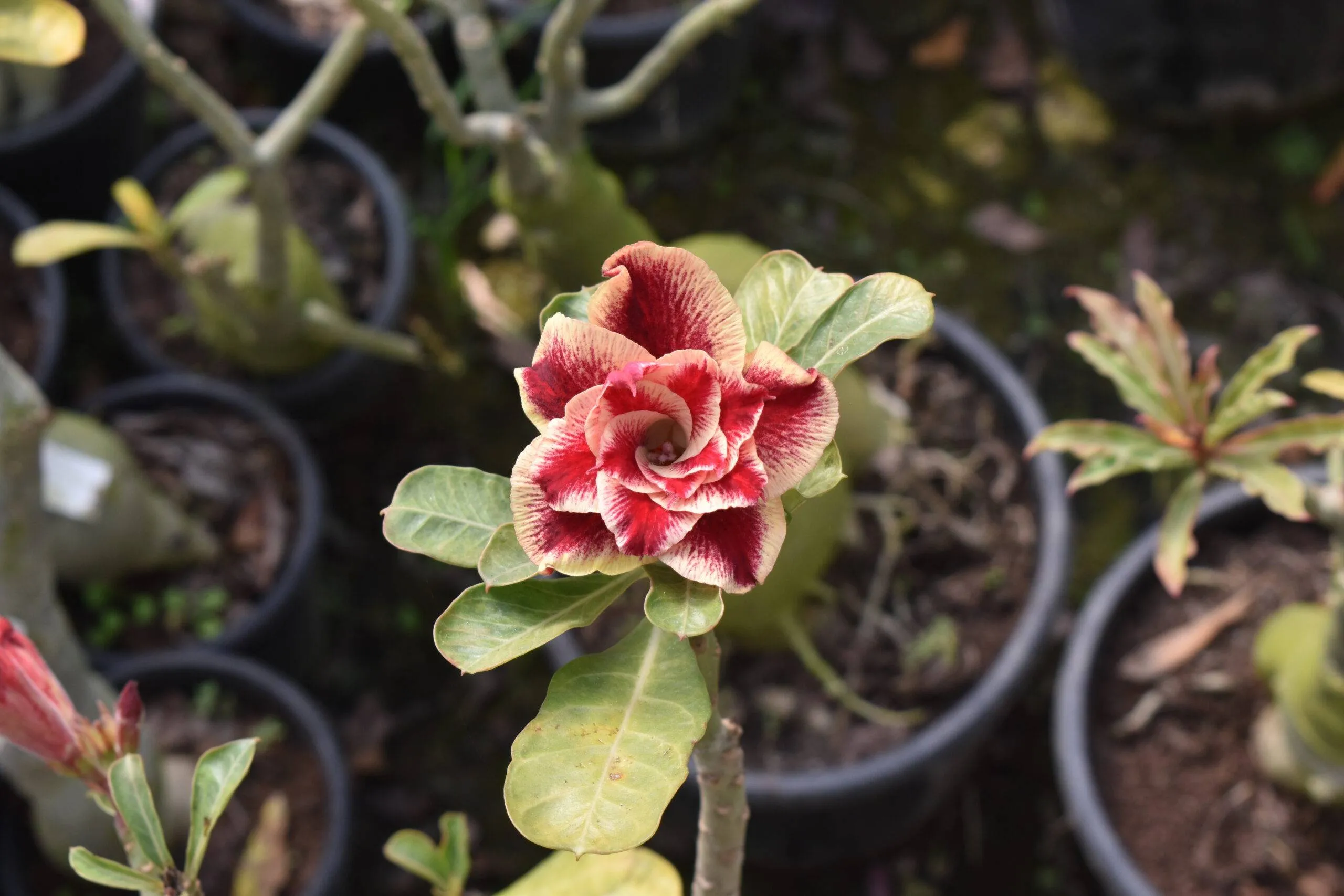 bold and beautiful garnet red multi-petal adenium plant for any space