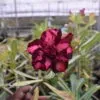 Bold and Beautiful Multi-Petal Adenium image