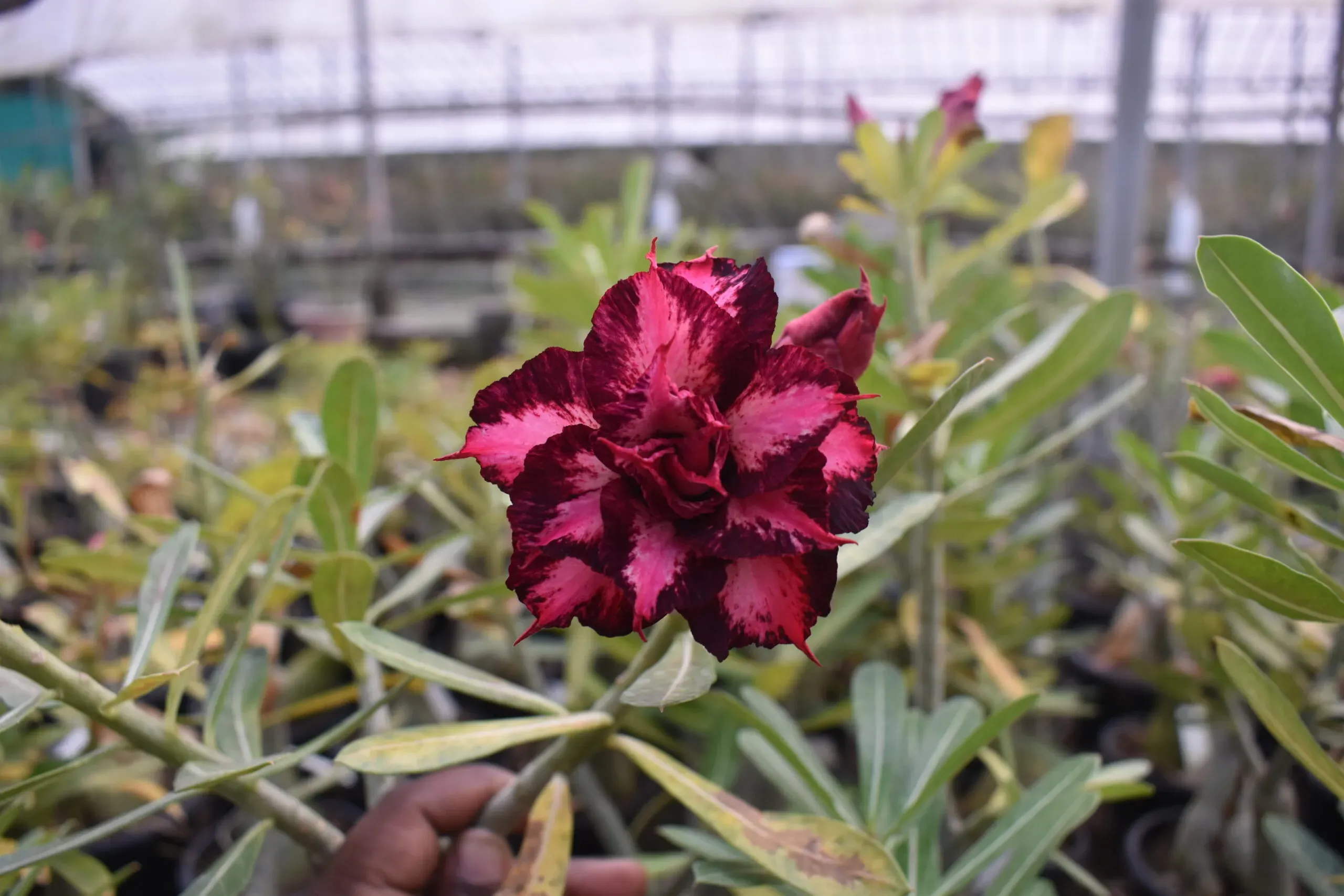 bold and beautiful multi-petal adenium image