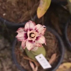 Layered Maroon Multi Petal Adenium Plant for Home Garden