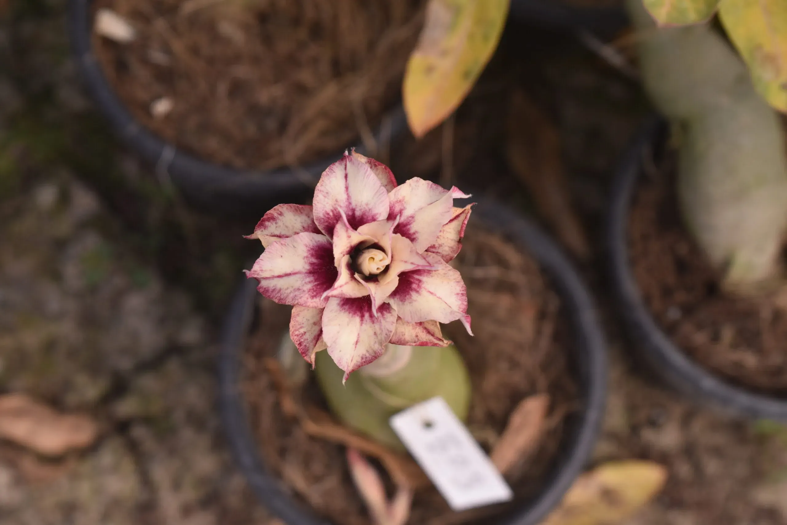 layered maroon multi petal adenium plant for home garden