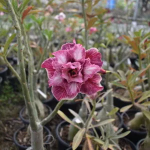 home 8 multi grafted adenium plant blush peach