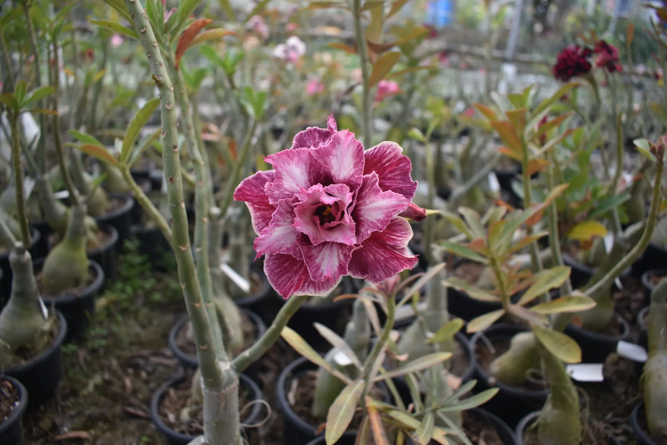 multi grafted adenium plant blush peach