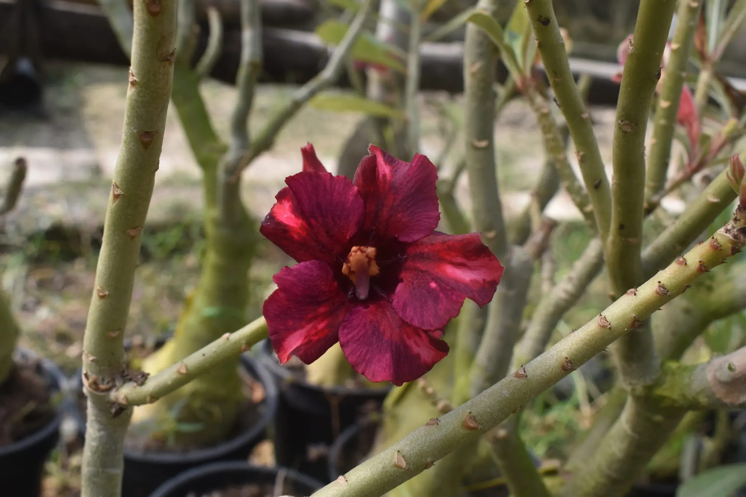 single-petal adenium with rich garnet red petals