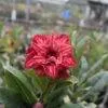 radiant-garnet-red-multi-petal-adenium-for-home-and-garden