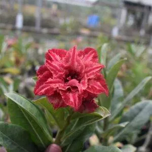 home 3 radiant-garnet-red-multi-petal-adenium-for-home-and-garden