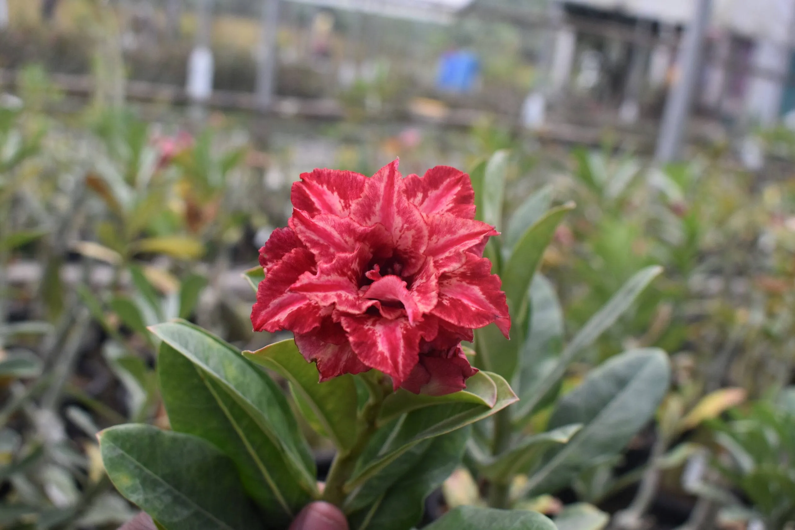 radiant-garnet-red-multi-petal-adenium-for-home-and-garden