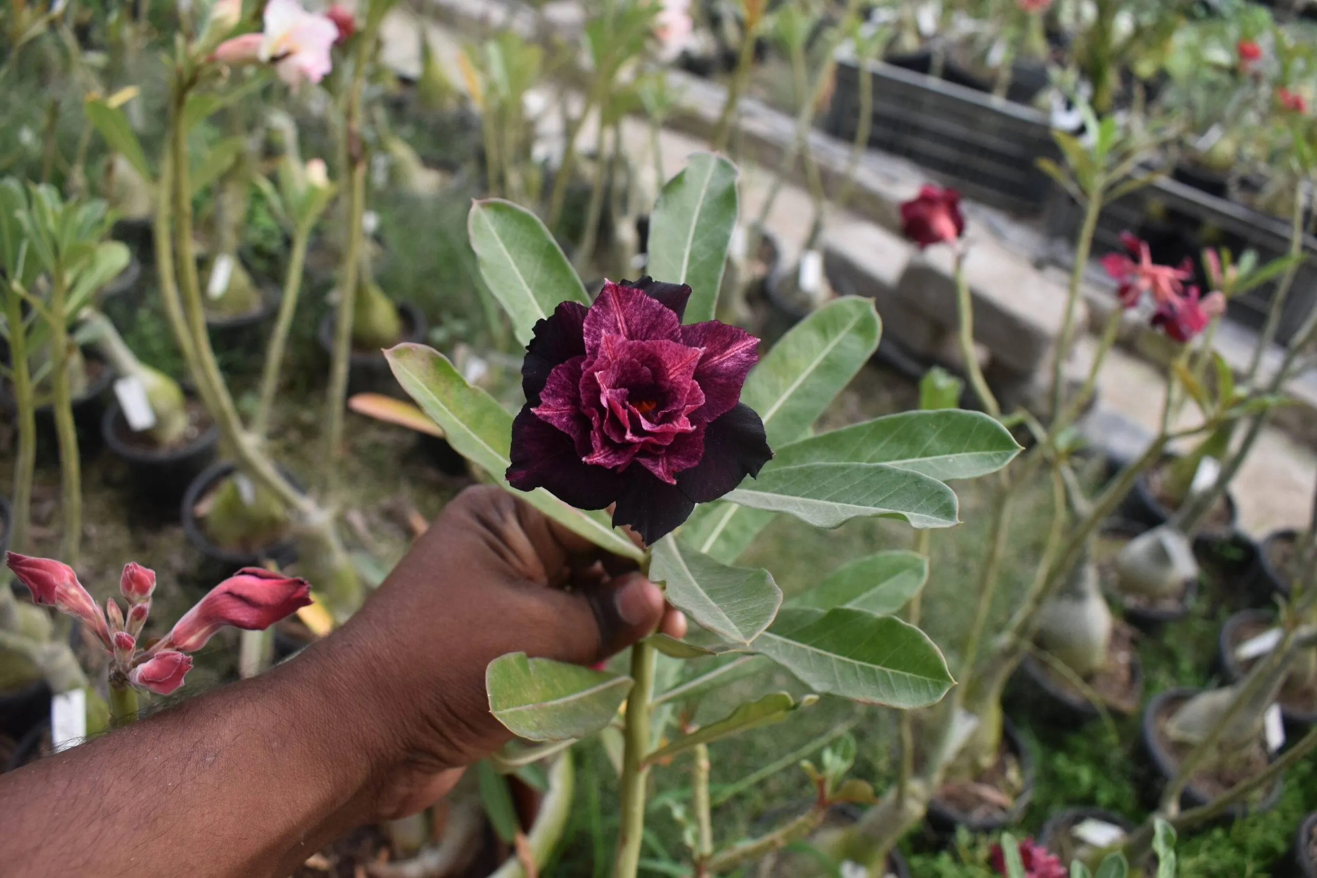 graceful multi-petal adenium plant with luxurious red blooms 1 striking-garnet-red-multi-petal-adenium-perfect-for-balconies